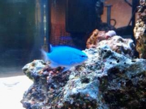 Blue Damsel