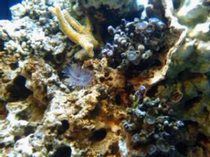 New coral and Zoos