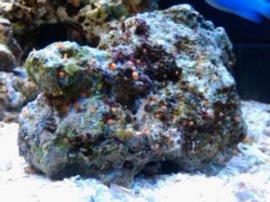 Great chunk of live rock
