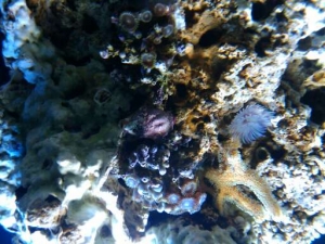 Coral and Zoos