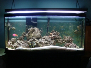 My humble aquarium