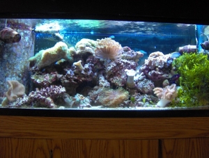 55 gal. 121