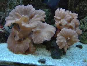 55 gal. 027