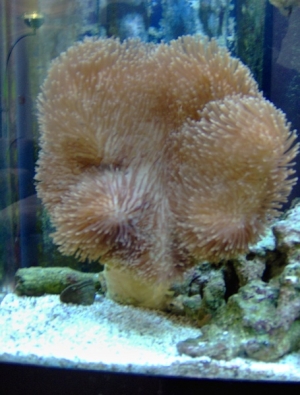 55 gal. 028