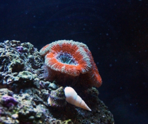 the acans are growing