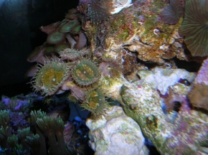 DSCN3696