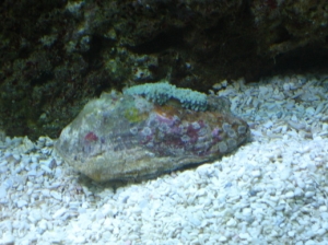 Clam + Ricordia