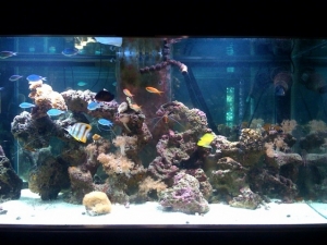 my tank.