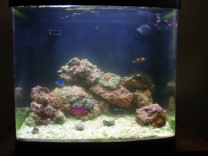 It's nice to see your tank again 


I hate phyto blooms