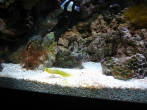 Yellow Watchman Goby