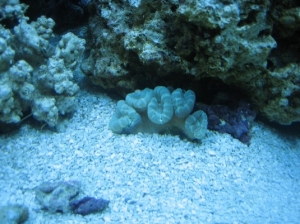 Candy Cane Coral
