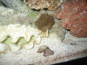 Silver Tip Xenia