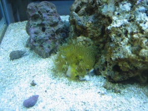 Yellow Polyps