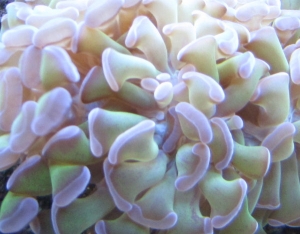 Hammer coral