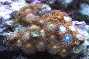 Mixed zoas