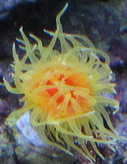 Dendrophyllia
