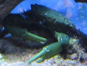 Emerald crab