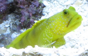 Yellow watchman goby - right now, he's watching for food!