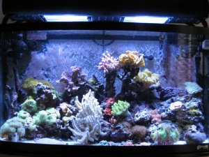 June 2009 Main Tank Pic