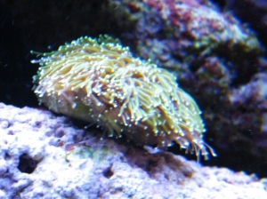 galaxia