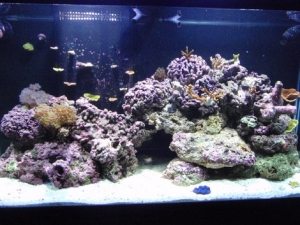 My tank around 03/06