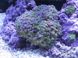 Purple Tipped Frogspawn