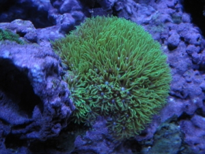 Green Star Polyps