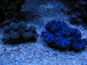 Maxima Clams