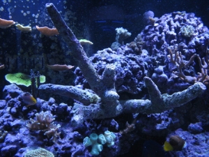 Mid Portion With HUGE Branch