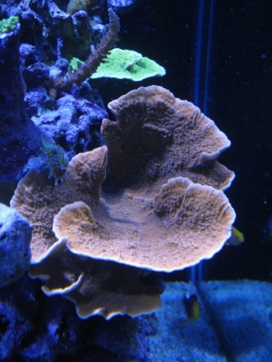 Montipora