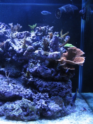 Right Side Of Tank