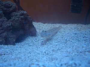 Diamond Goby