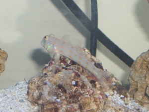 Diamond Goby (3)