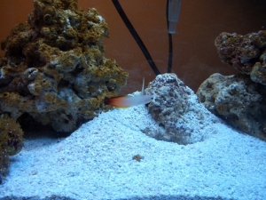 Firefish Goby