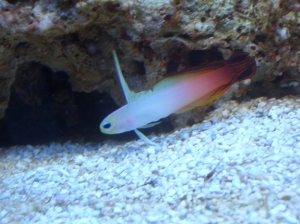 Firefish Goby