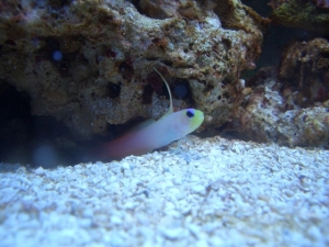 Firefish Goby