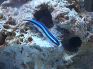 Neon Goby