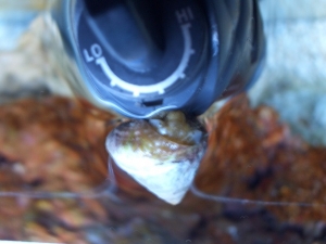 Astrea Snail