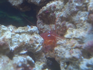Peppermint Shrimp