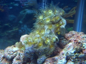 Yellow Polpy