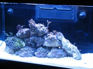 First 67 pounds of live rock, the guy at Aminal Jungle said it wouldn't be enough --- he was right. 7/10/2008