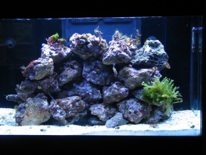 RedSea Max with about 120 lbs of live rock.  Ran about a week with no hugh algae bloom, chemistry #'s look ok, so I added a couple of clowns to help cycle the tank. 7/24/2009