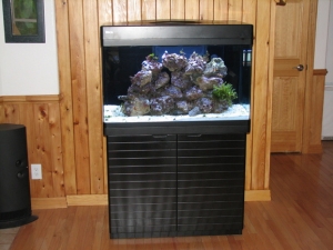 Red Sea Max 250 in its permanent location, 120lbs. live rock, 2 clowns, 1 scooter, 10 snails, 10 hermits, 7/24/2009