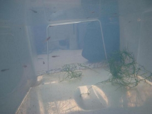 Minnows from side