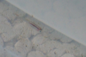 Close up baby 3