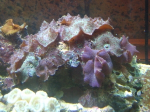These get huge when the lights are on!