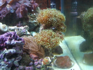 Frog Spawn