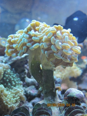 Hammer Coral