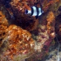 4 striped