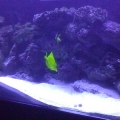 Tank shot2